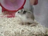 Animaux hamster roue