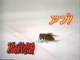 Animaux dresseur mouche