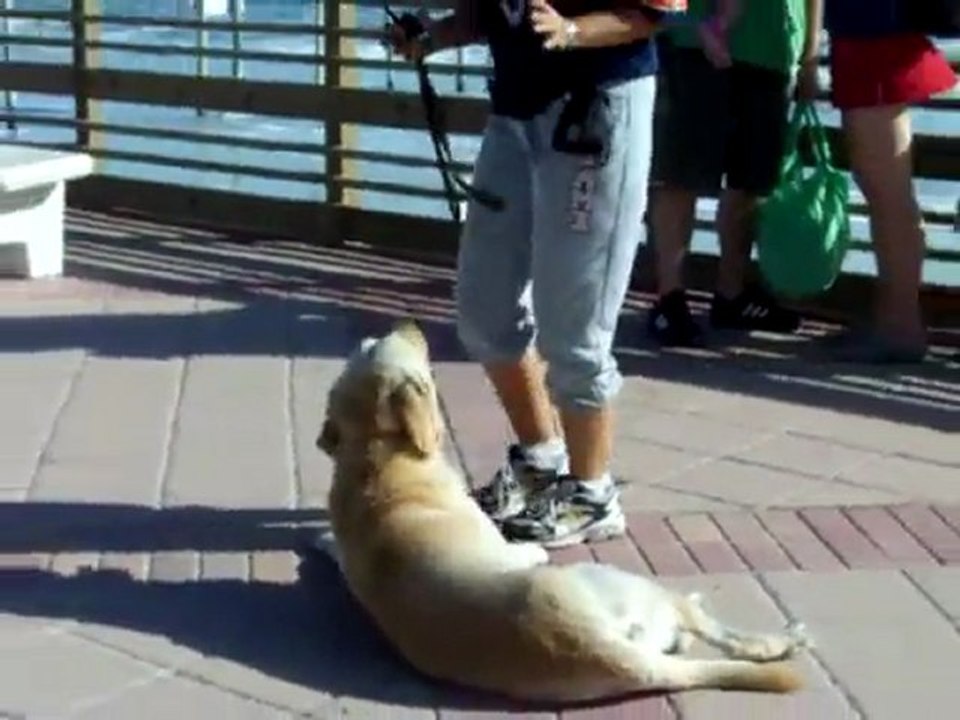 YouTube - Dogtra E=collar training ''Think Three!''