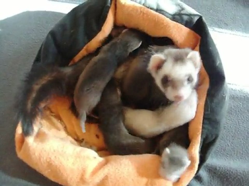 Elfy et ses 7 bébés J+24