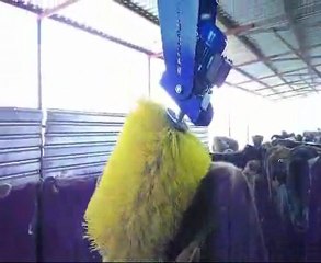 Melax İnek Kaşıma Fırçası