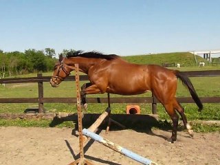 Liberté passage de barres au sol + 1 surelevée