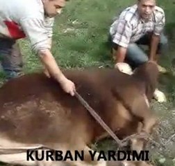 mared kurban bayramında 150 aileye  yardımı