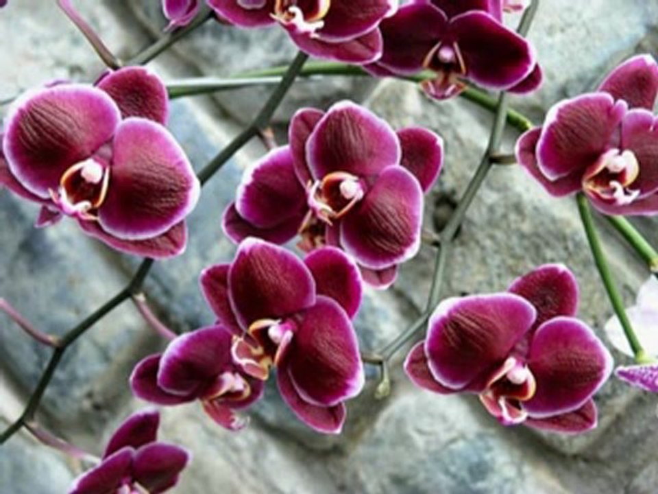 Yarim Senden Ayrılalı (EnstrumentaL)