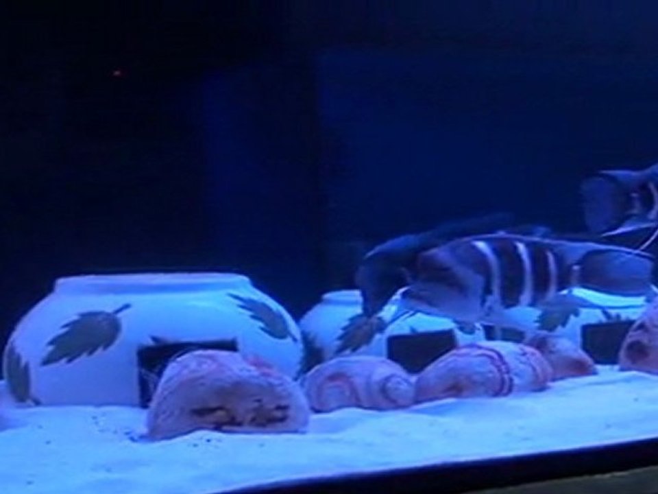 FRONTOSA  BLUE  ZAİRE  MOBA  KOLONİLERİM         05.05.2011