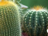 Le Pradet Côté Jardin- salon des plantes et des fleurs