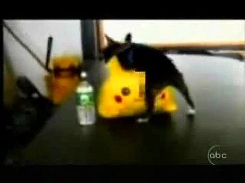 0290 - Viagra pour Chien