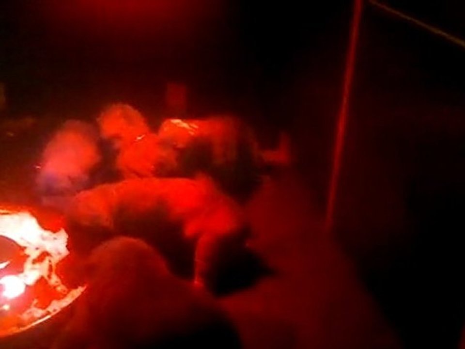 Les chiots de Unique et Durban 1ere bouillie