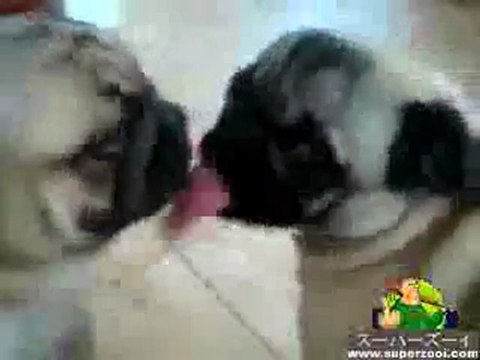 0292 - Deux chiens se font des papouilles