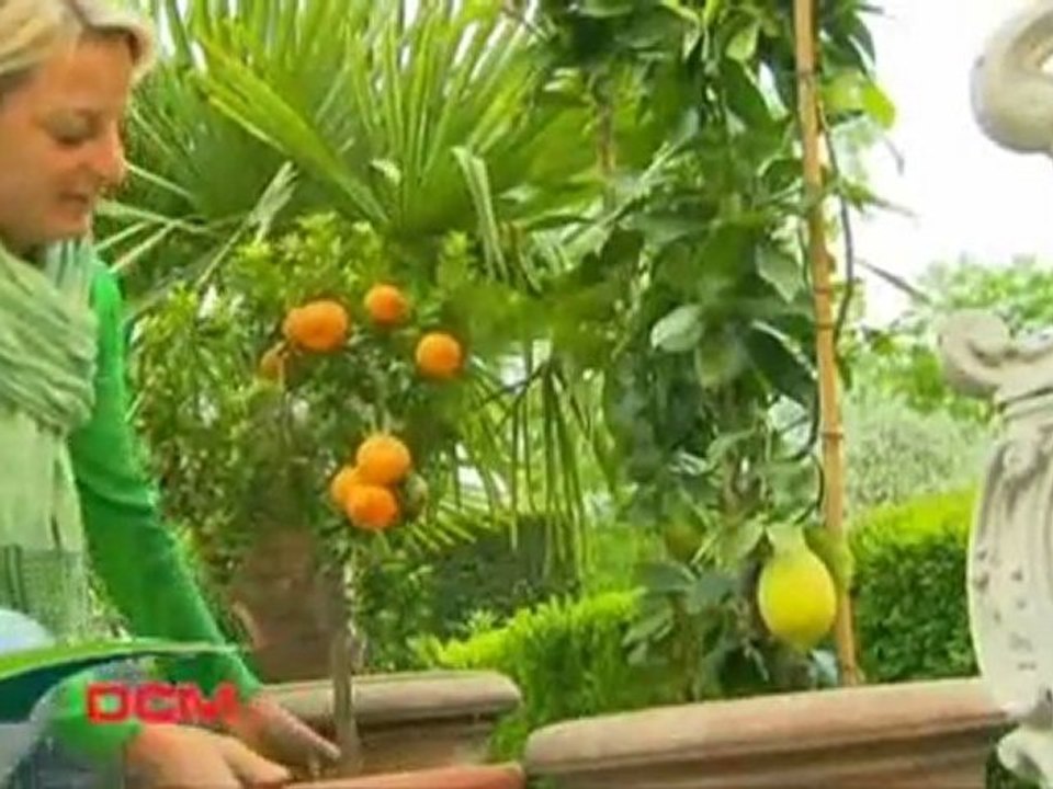 WeZooz.be - De Ceuster Meststoffen: tropische planten op balkon en terras