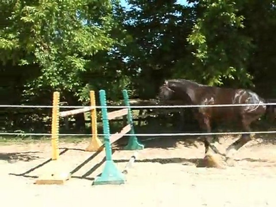 VIRTUOSE DE JALESNES