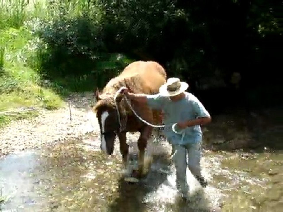 uria dans l'eau