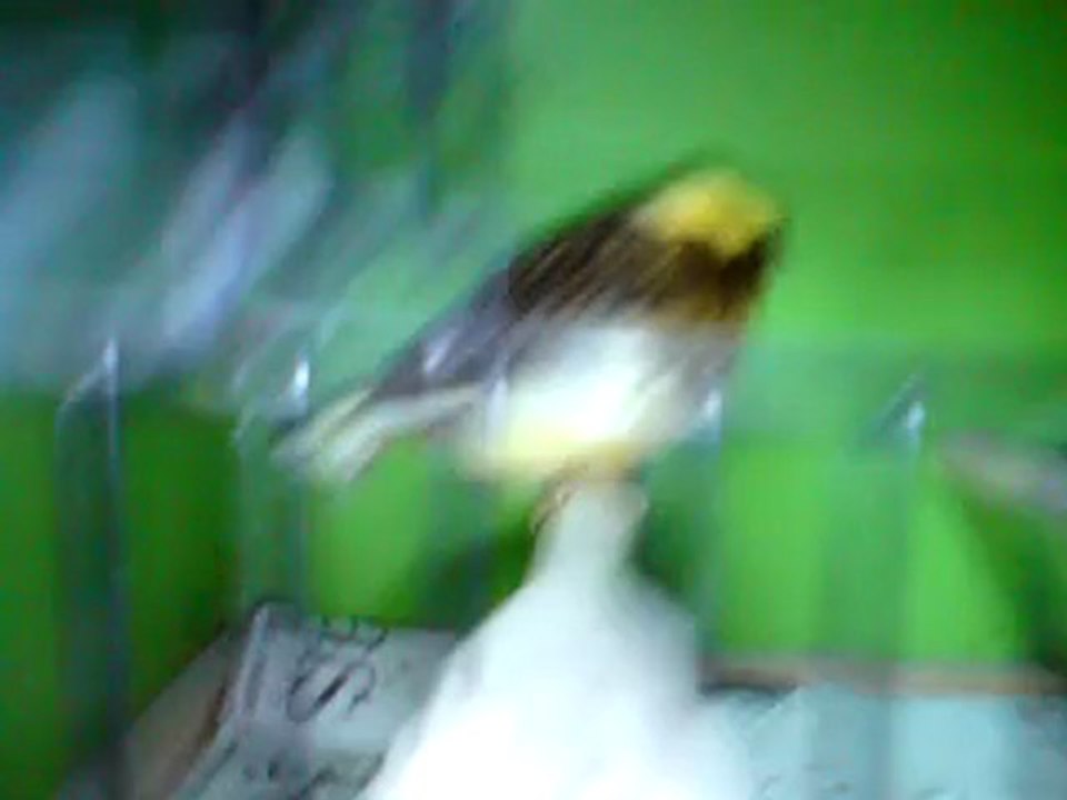 Tümay AŞÇIOĞLU 2011 Gloster Yavru