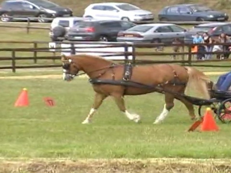 ATTELAGES DE CONTI CONCOURS DU 15 MAI A LOUVRES