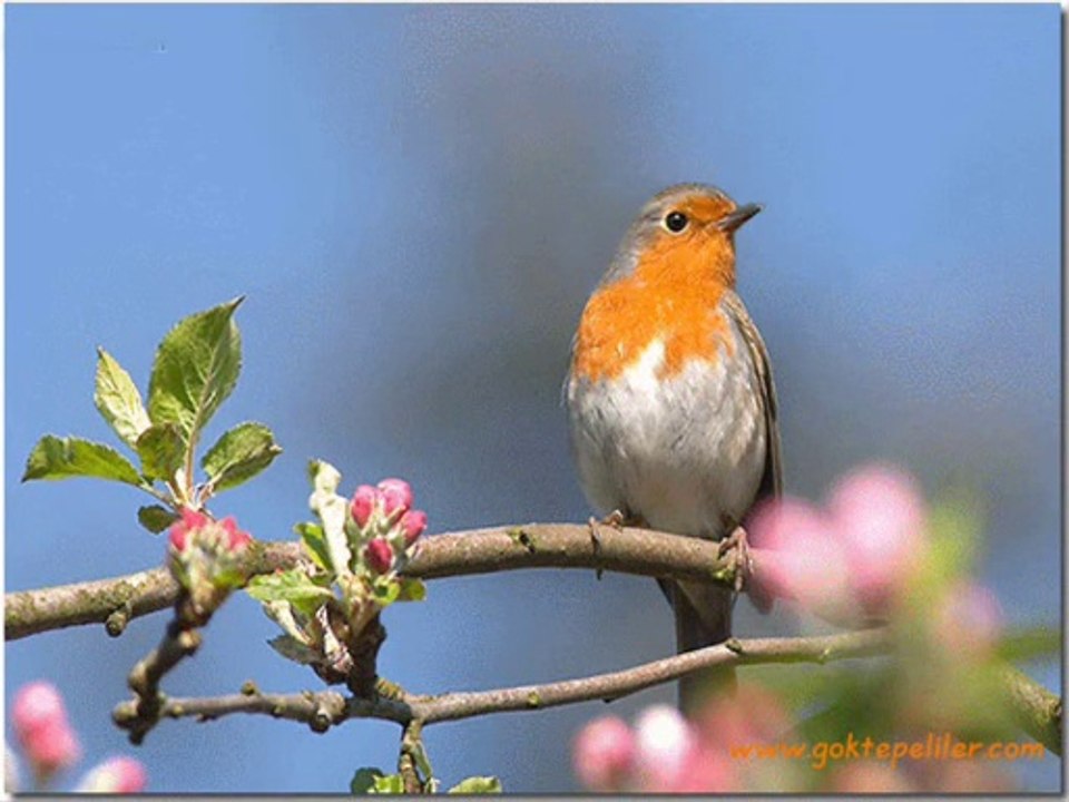 ''Bozcaada - Hotel Fahri'' BAHAR KUTLAMASI