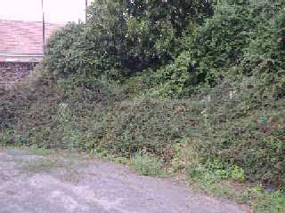 moi so ds  buisson ra du sol