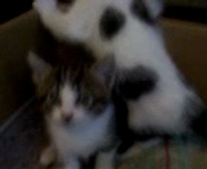 When kitty kats attack!