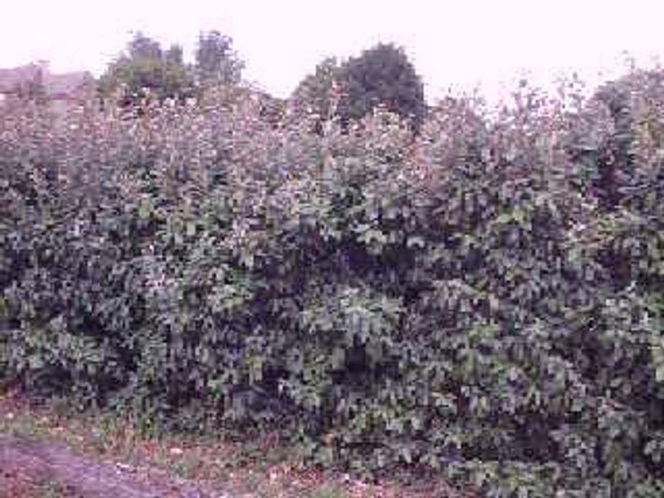 moi so ds buisson souple