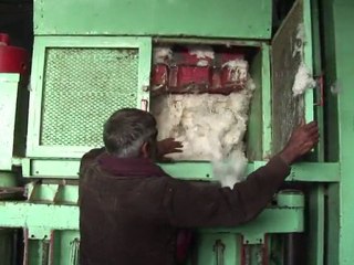 Arabic-Web-Pakistan suffers as key cotton crop hit