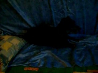 03 05 2011 Lily et son copain Sacco