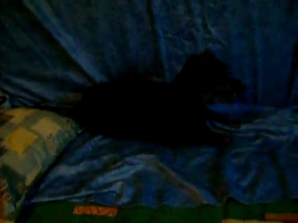 03 05 2011 Lily et son copain Sacco