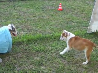Coogee aux cours chiots