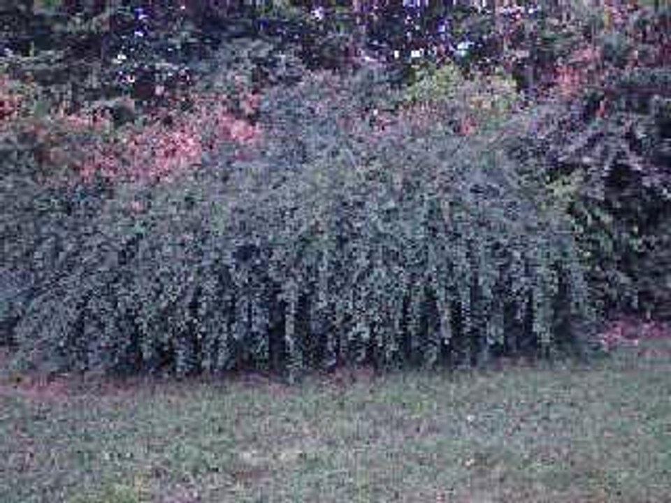 denis so ds buisson tré souplke