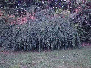 denis so ds buisson tré souplke