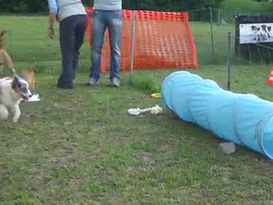 Coogee joue avec Vegas et Charly