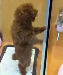 Köpek Göbek Atıyor