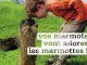 Vos marmots vont adorer les marmottes ! Spot pub France Montagnes