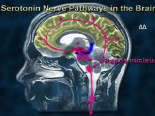 MUTLU YAŞAMIN ŞİFRESİ