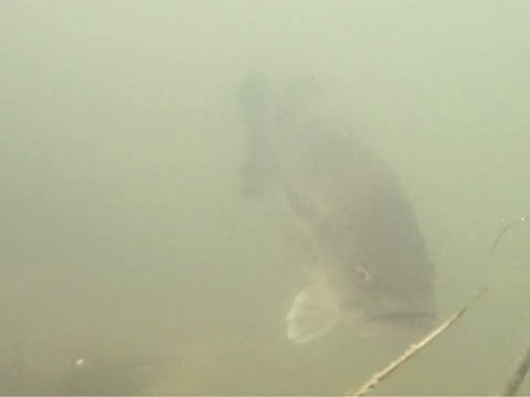 Peche aux leurres des carnassiers (part1)