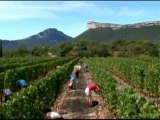 Vendanges & vins en Languedoc-Roussillon