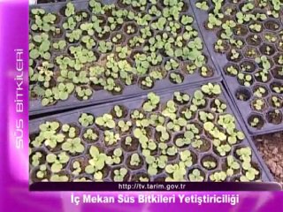 ic mekan sus bitkileri yetistiriciligi