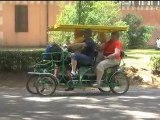 Piantumazione di Platani a Villa Borghese