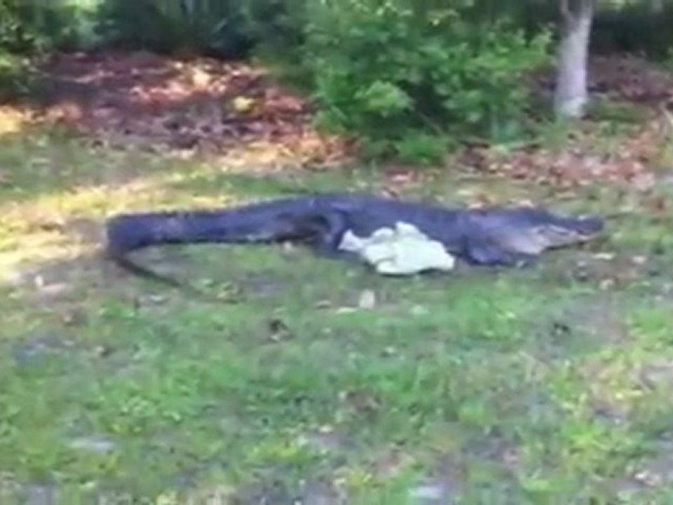 Exklusiv: wütender alligator