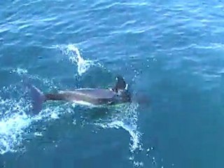 Dauphins Bretagne sud Pâques 2011