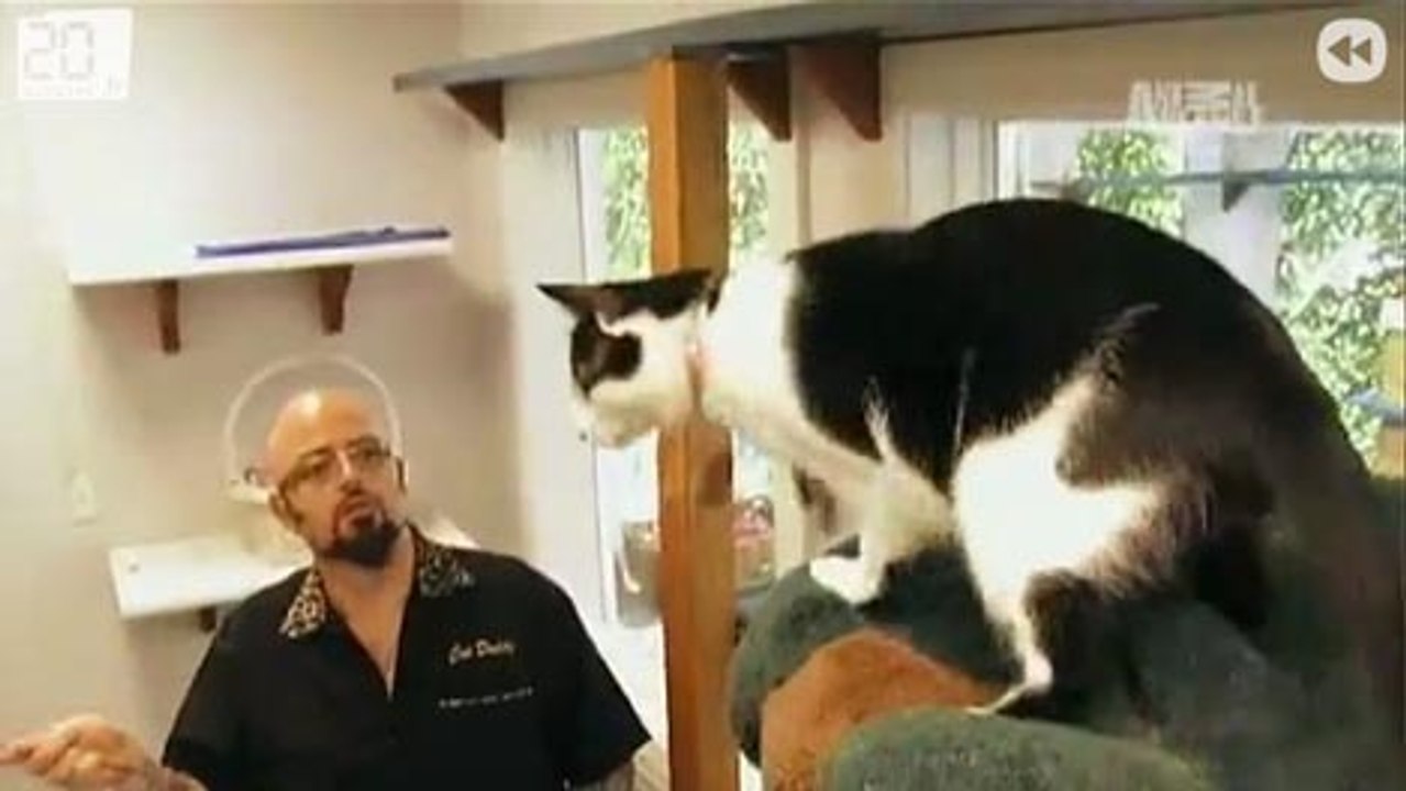 Pascal le grand frère pour les chats..