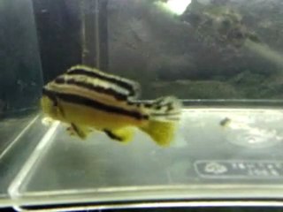 Ptit incident pendant le transfert des Auratus