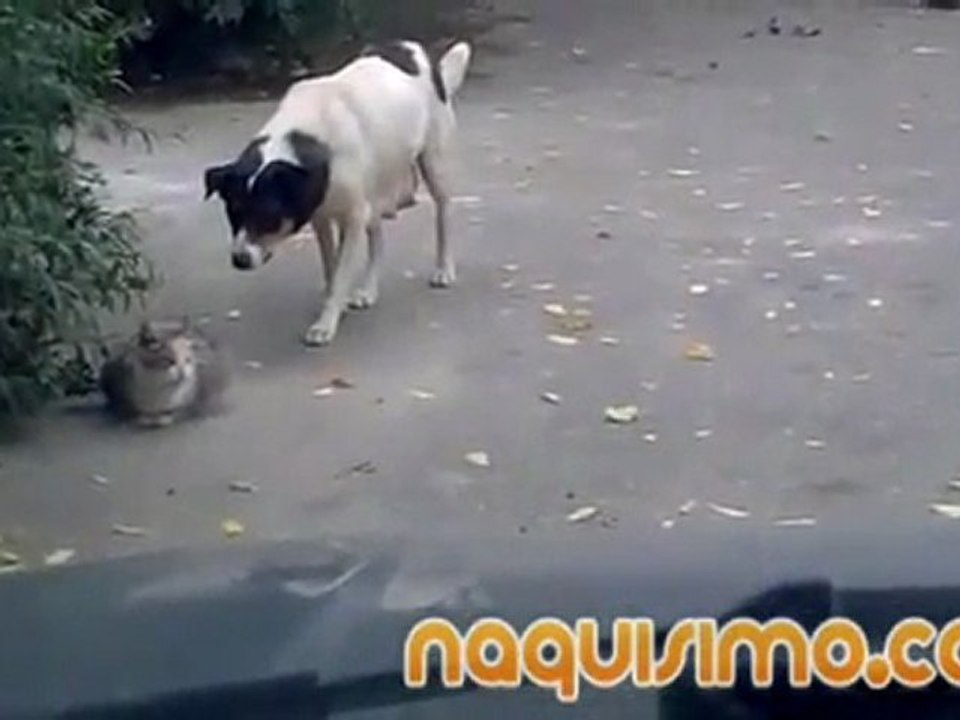 El perro Ninja