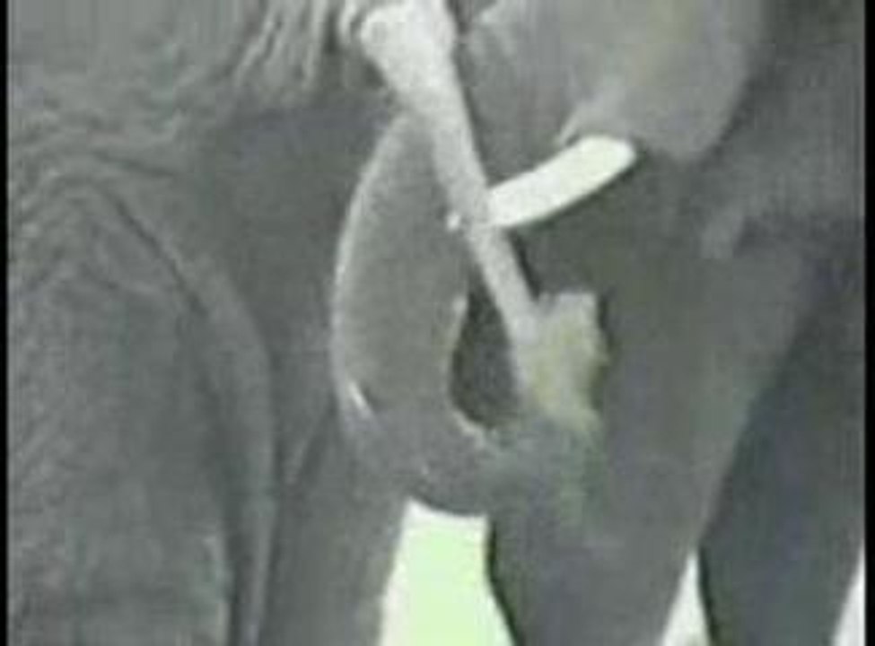 NOS  ZAMIS  LES  ZANIMAUX