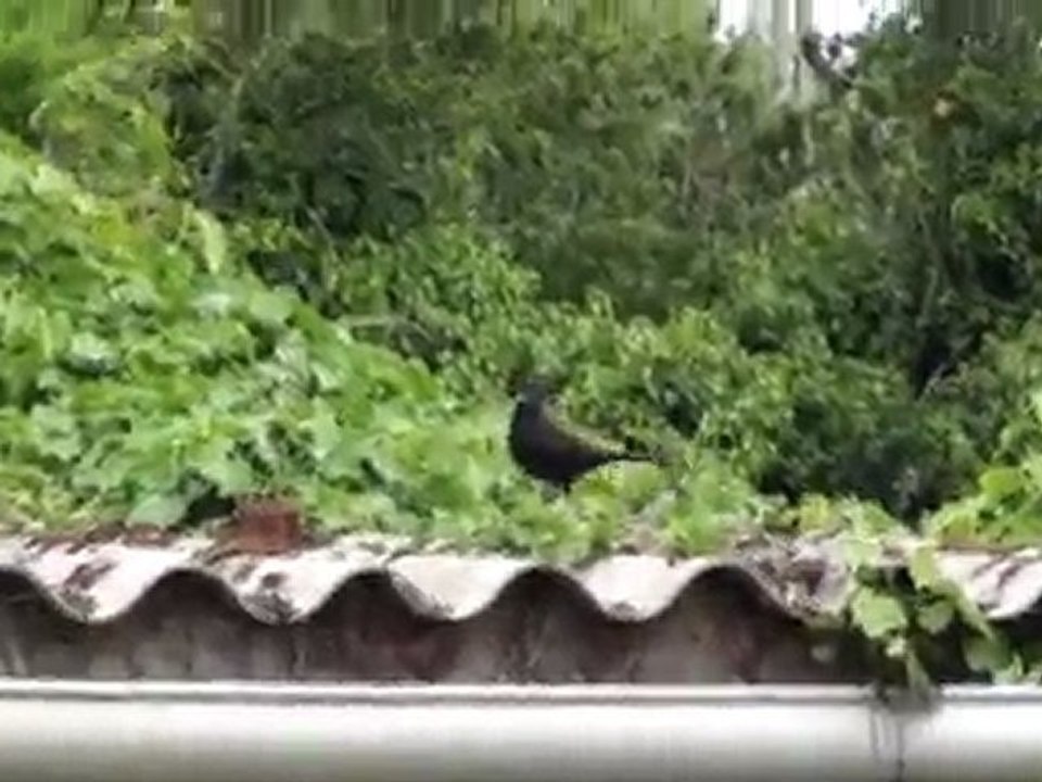 oiseaux pris en flag ^^