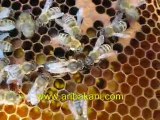 Arıcılık videoları, çiftleşme uçuşundan dönen kraliçe arı