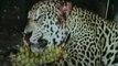 Vídeo mostra ação de caçadores em matança de onças no Pantanal - Cenas fortes