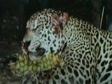 Vídeo mostra ação de caçadores em matança de onças no Pantanal - Cenas fortes