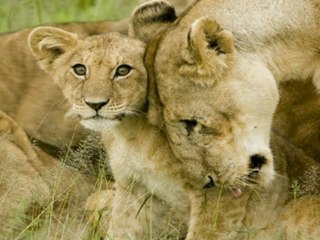 ANNELER GÜNÜNÜZ KUTLU OLSUN