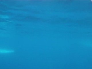 Baleines de Méditerranée