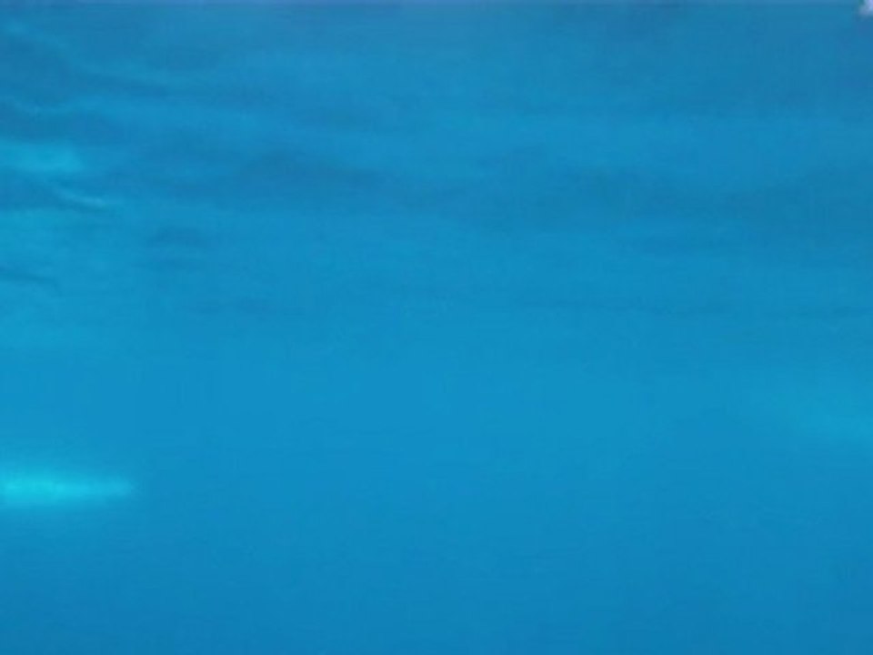 Baleines de Méditerranée