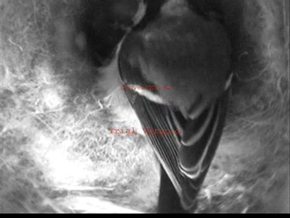 mésanges charbonnières naissance 17 avril 2011